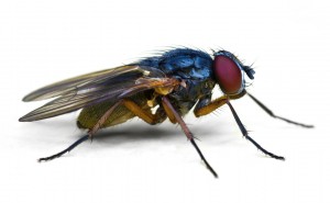 Fly__lateral_view_by_jsz